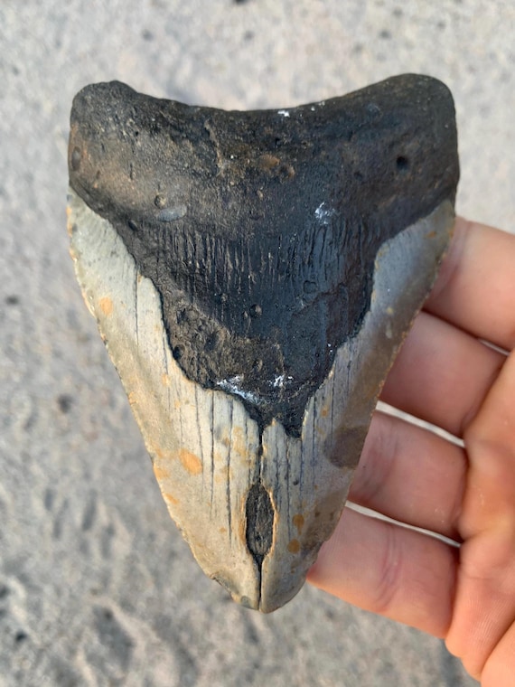 4.43" Megalodon Tooth