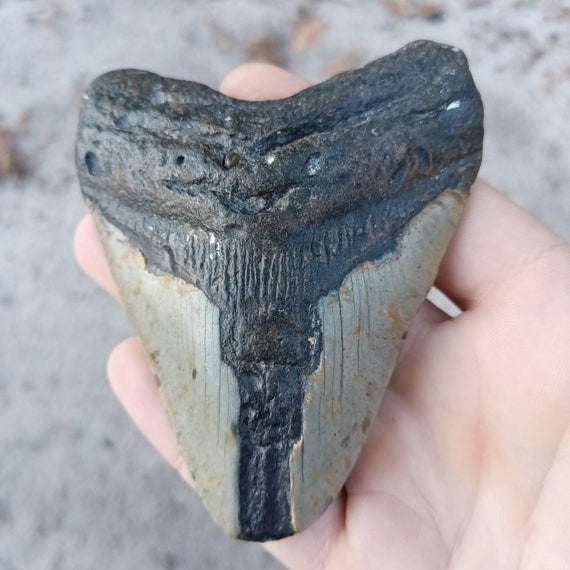 Megalodon Tooth - 4.05 inches