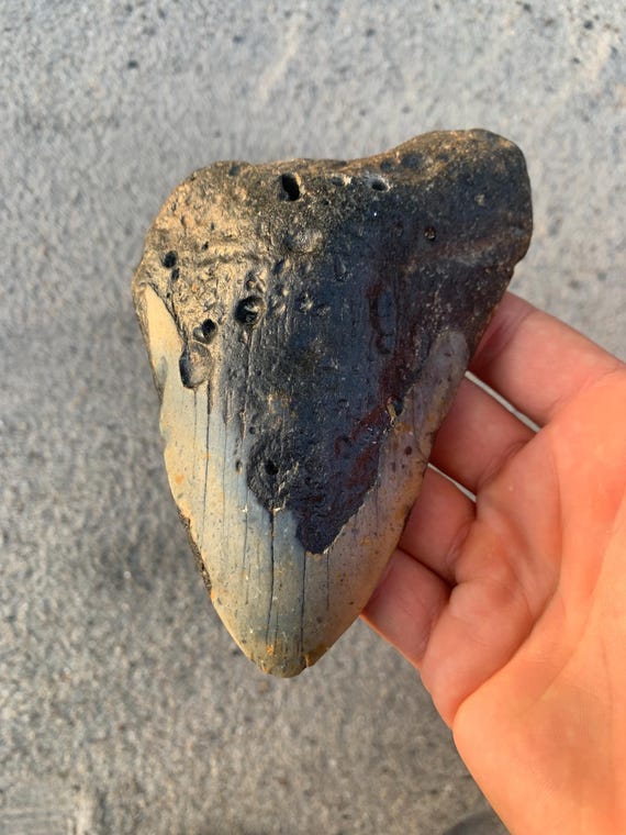 5.34 Megalodon Shark Tooth Fossil - Authentic, No Repair