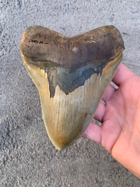 5.8 inch Megalodon Shark Tooth Fossil – Authentic, No Repair Meg Teeth