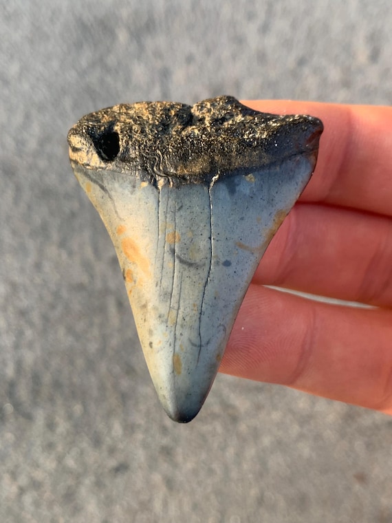 C. Hastalis Mako Fossil Shark Tooth - 2.22 Inches