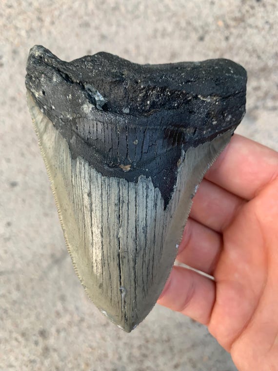 Megalodon Tooth - 4.65 inches
