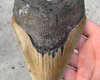 5.87 inch Megalodon Tooth Fossil: Authentic Meg Teeth Fossils