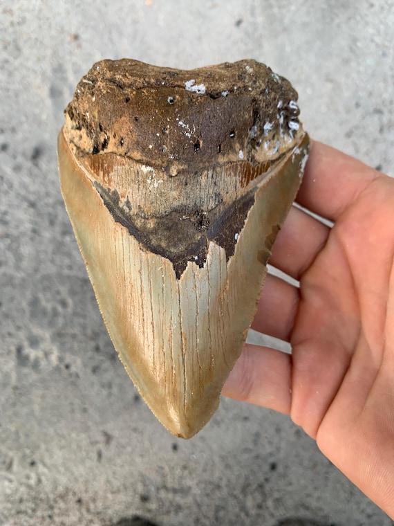Megalodon Tooth - 4.86 inches