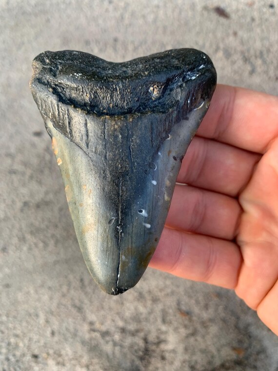 Megalodon Tooth - 3.6 inches