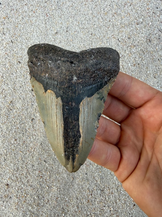 3.9 inch Megalodon Shark Tooth, Authentic, No Repair Meg Teeth Fossils