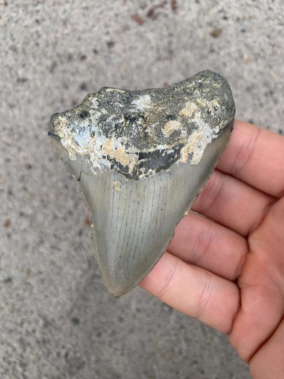 3.63 inch Megalodon Shark Tooth Fossil – Authentic, No Repair Meg Teeth