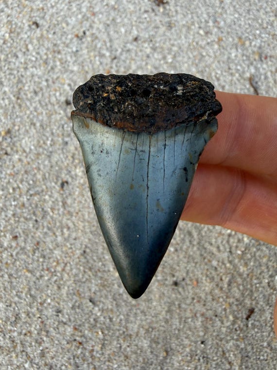 1.89 inch C. Hastalis Fossil Shark Tooth – Extinct White Shark