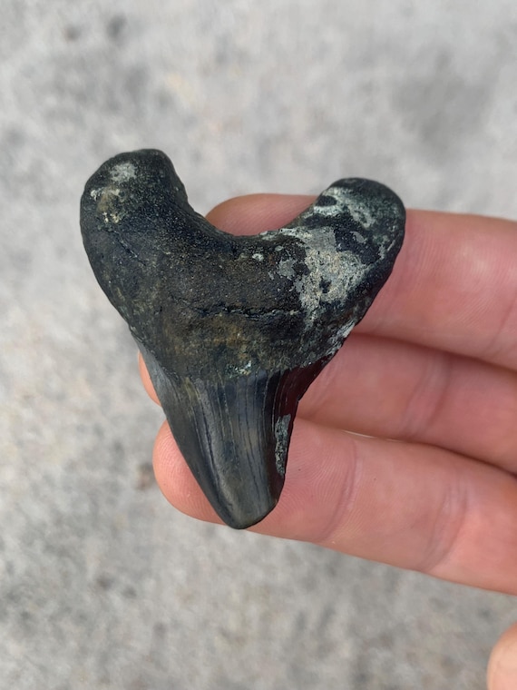 Rare Parotodus Benedenii Shark Tooth Fossil - 2.01 Inches