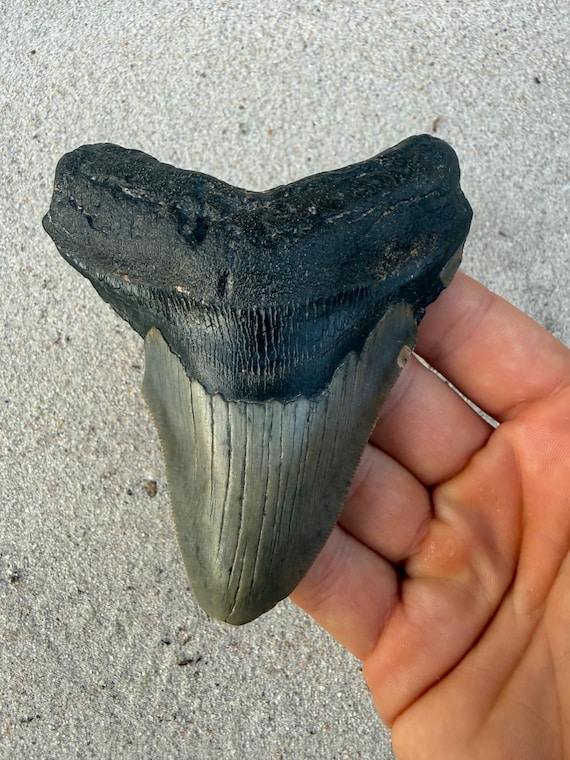 4.26 inch Megalodon Shark Tooth Fossil – Authentic, No Repair
