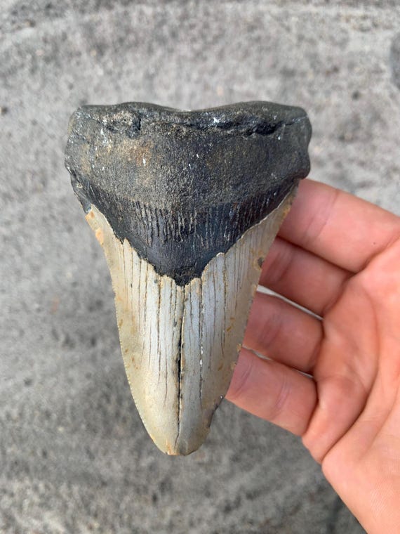 4.4 inch Megalodon Shark Tooth Fossil – Authentic, No Repair Meg Teeth