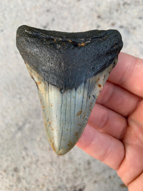 Megalodon Tooth - 3.25 inches