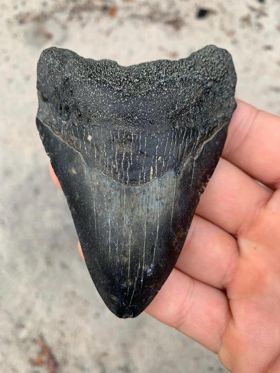 Megalodon Tooth - 3.77 inches