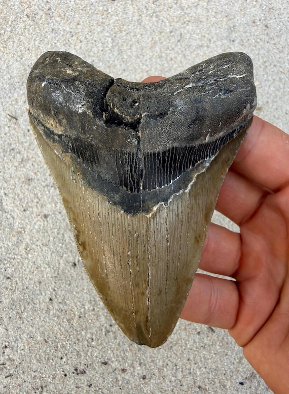 4.49 inch Megalodon Shark Tooth Fossil – Authentic, No Repair Meg Teeth