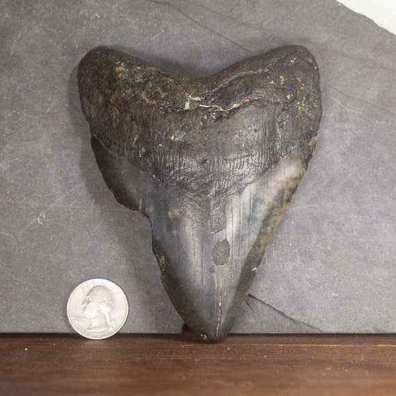 Megalodon Tooth - 5.04 inches. Real Fossil Megalodon Shark Tooth, Authentic Shark Tooth Fossil, Huge Megalodon Tooth, Meg Teeth