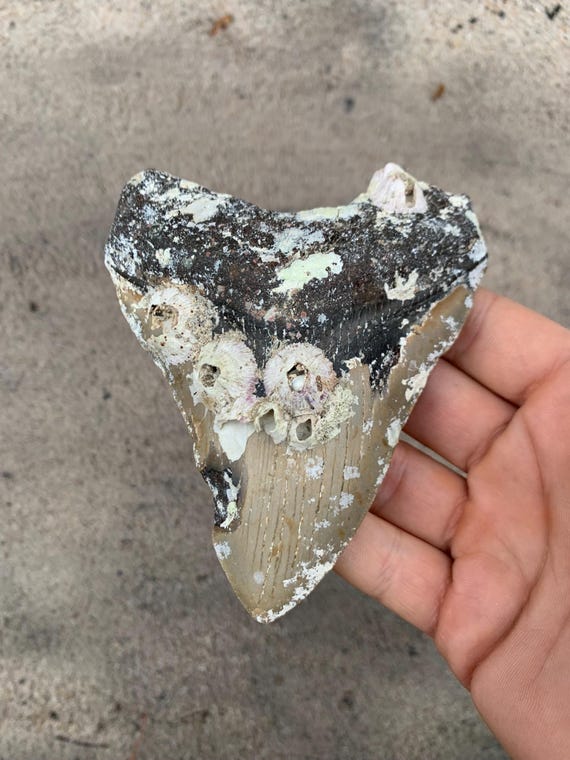4.74 inch Uncleaned Megalodon Tooth Fossil - Authentic Meg Shark Tooth