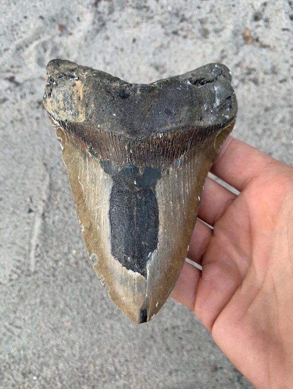 5.71 inch Megalodon Tooth Fossil, Massive Lower - Authentic Meg Teeth Fossils