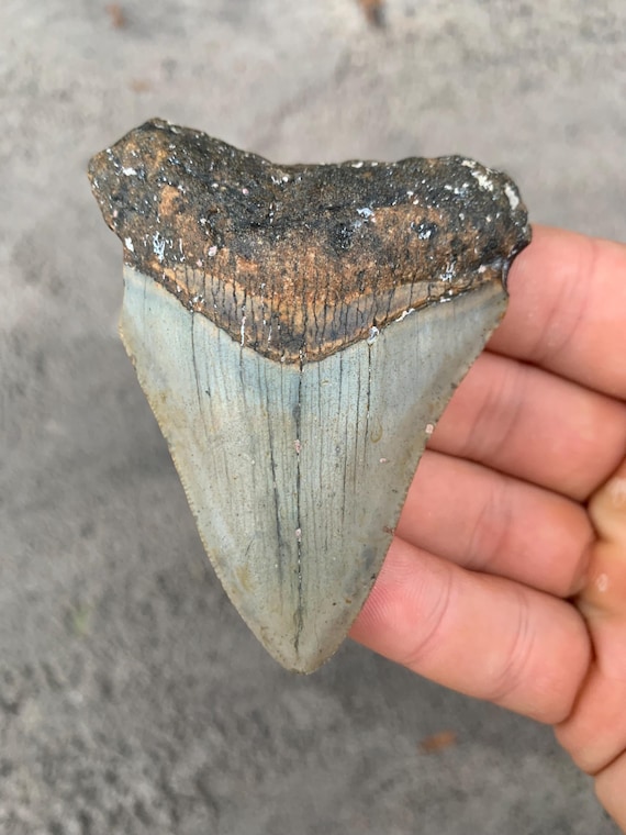 Megalodon Tooth - 3.29 inches