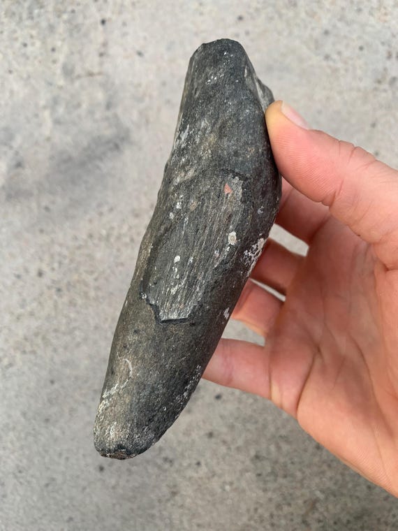 Scaldicetus fossil tooth - huge Miocene Scaldicetus fossil tooth - rival to the megalodon