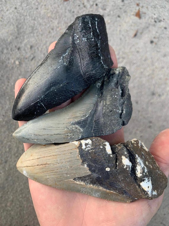 3 Large Megalodon Shark Tooth half pieces
