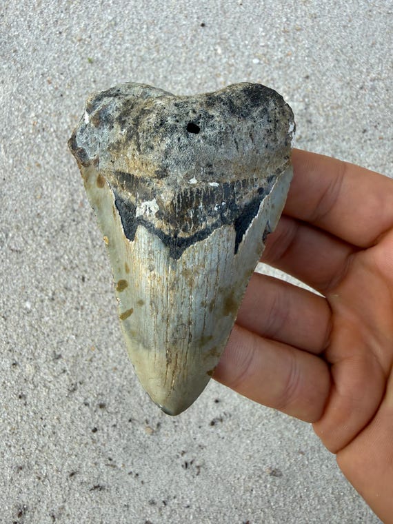 3.62 inch Megalodon Shark Tooth Fossil – Authentic, No Repair Meg Teeth
