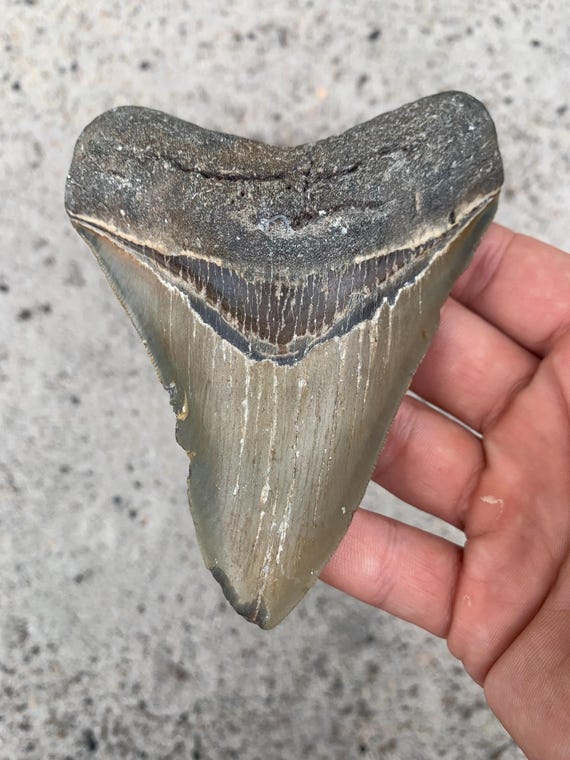 Megalodon Tooth - 4.78 inches