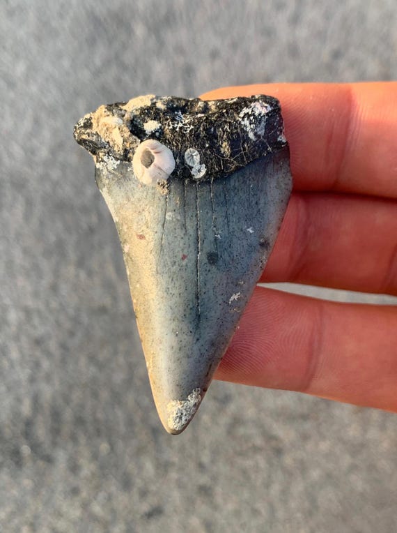 C. Hastalis Mako Fossil Shark Tooth - 2.16 Inches