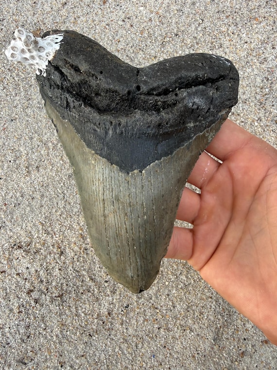5.85 inch Megalodon Shark Tooth Fossil – Authentic No Repair Meg Teeth