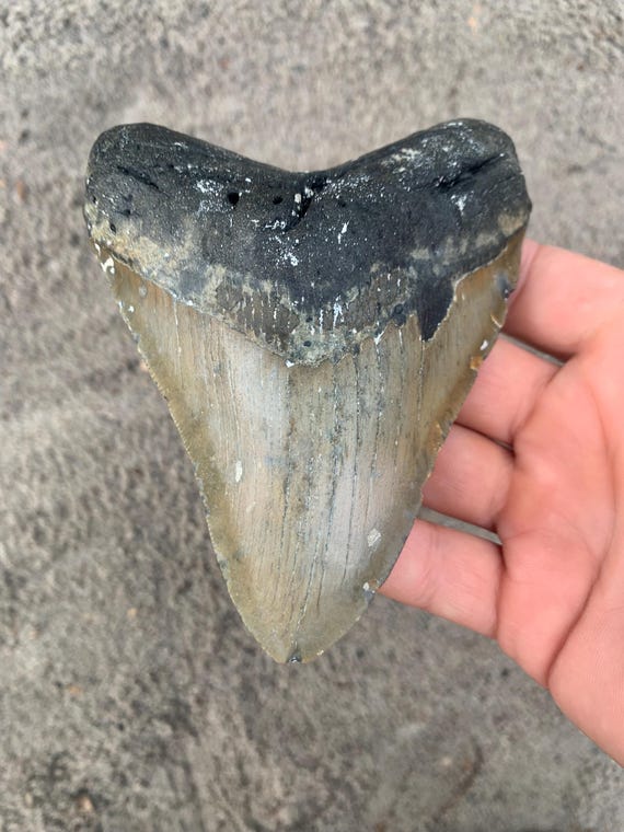 5.01 inch Megalodon Tooth Fossil - Authentic Meg Teeth Fossils
