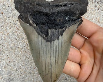 4.89 inch Megalodon Shark Tooth Fossil – Authentic No Repair Meg Teeth