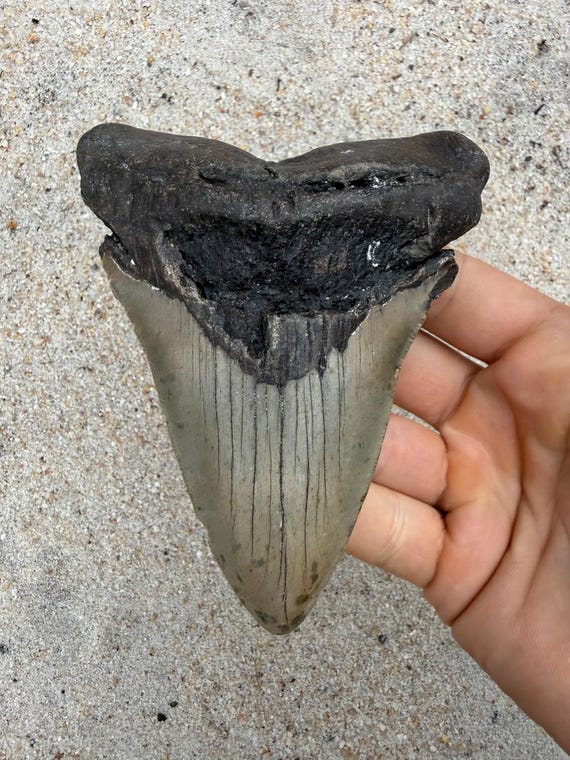 4.89 inch Megalodon Shark Tooth Fossil – Authentic No Repair Meg Teeth