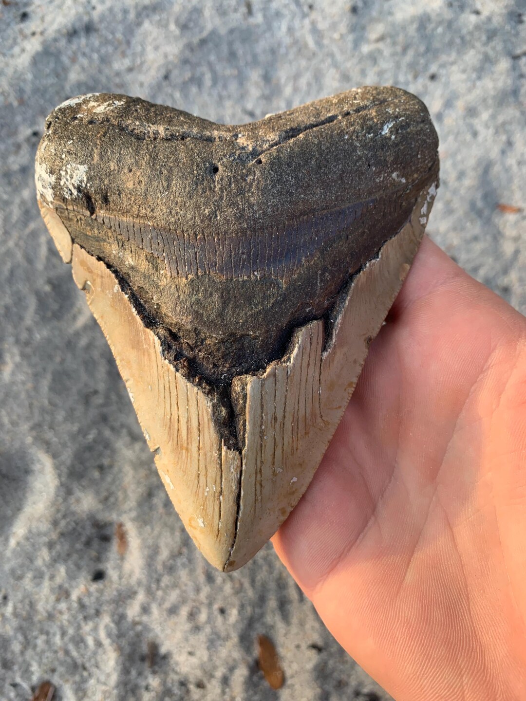 Megalodon Tooth - 5.24 Inches. Real Fossil Megalodon Shark Tooth ...