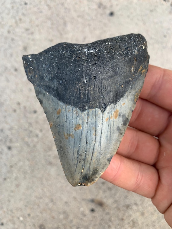 Megalodon Tooth - 3.82 inches