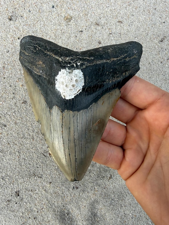 4.7 inch Megalodon Shark Tooth, Authentic, No Repair Meg Teeth Fossils
