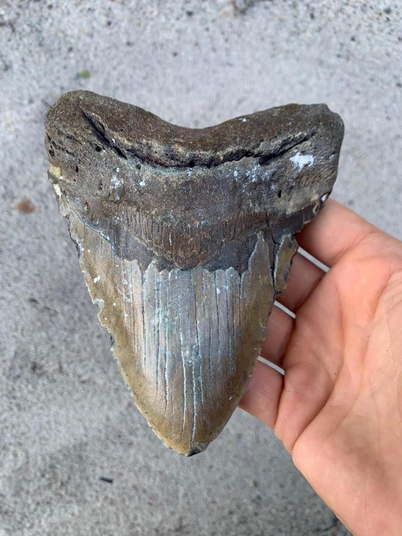 5.72 inch Megalodon Shark Tooth Fossil – Authentic No Repair Meg Teeth