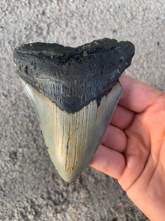 Megalodon Tooth - 4.23 inches