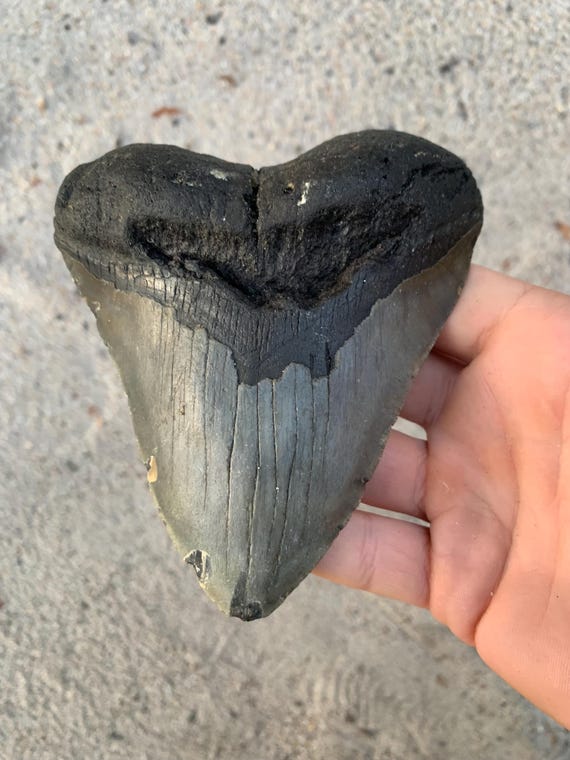 4.96 inch Megalodon Tooth – Authentic Tooth Shark Fossil, No Repair