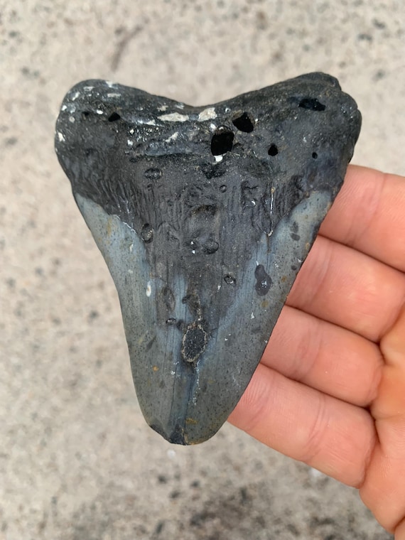 Megalodon Tooth - 3.99 inches