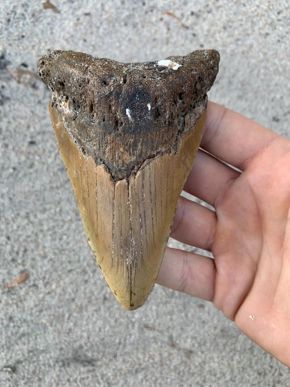 Megalodon Tooth - 4.82 inches