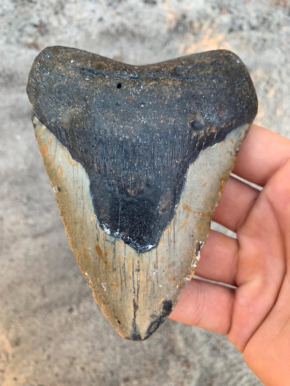 5.01 Real Megalodon Shark Tooth Fossil - Fossilized Meg Teeth