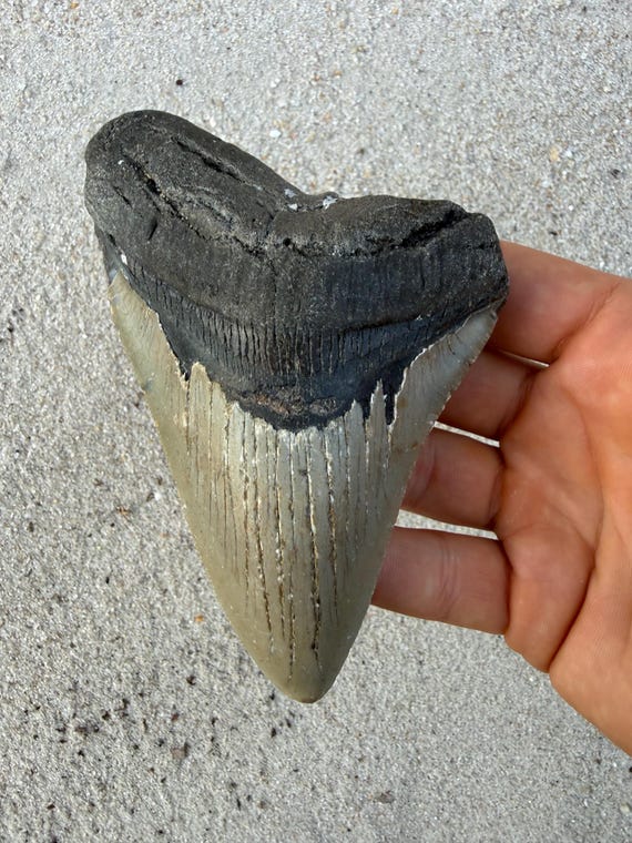 4.93 inch Megalodon Shark Tooth Fossil – Authentic, No Repair Meg Teeth