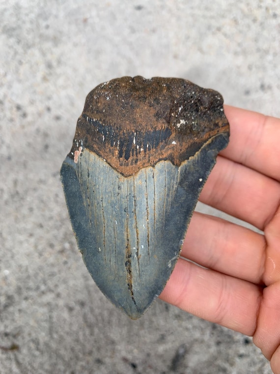 Megalodon Tooth - 3.38 inches