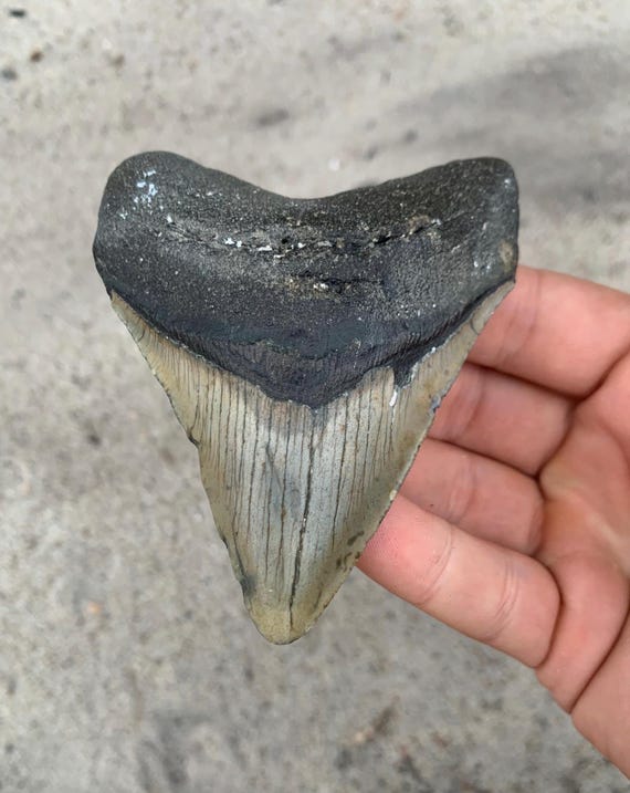 3.91 inch Megalodon Tooth Fossil - Authentic Shark Teeth, No Repair