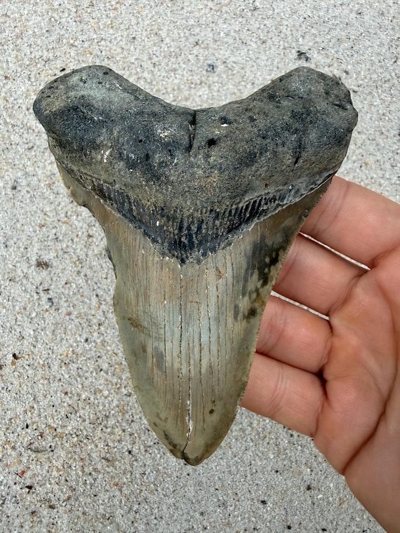 4.95 inch Megalodon Shark Tooth Fossil – Authentic, No Repair Meg Teeth
