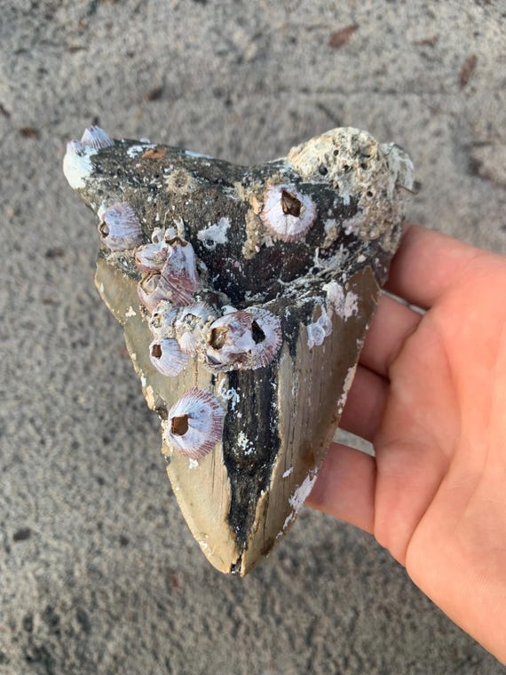 5.36 inch Megalodon Tooth Fossil with Barnacles - Authentic Meg Shark Tooth, Natural