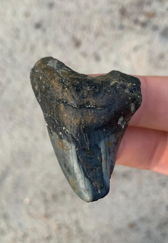 Parotodus Benedenii - 2.07 Inches, Rare Shark Tooth