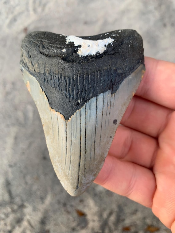 3.58" Megalodon Shark Tooth Fossil