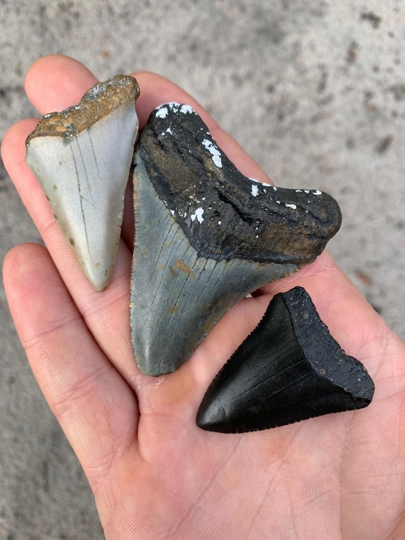 3 Shark Teeth - Megalodon, Great White, and Extinct White Shark (C. Hastalis) Fossils