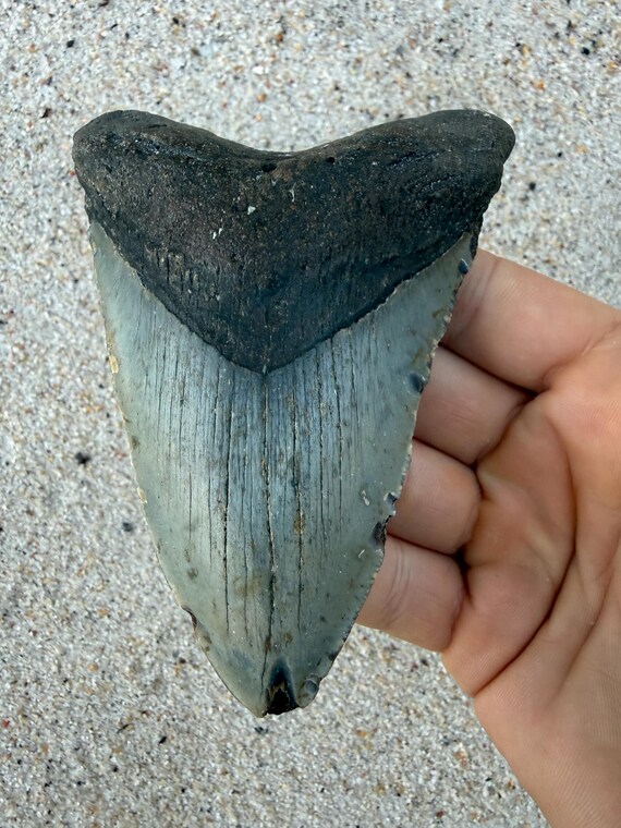 4.96 inch Megalodon Shark Tooth Fossil – Authentic, No Repair Meg Teeth