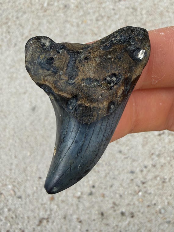 2.19 inch Parotodus Benedenii Shark Tooth Fossil - Rare False Mako
